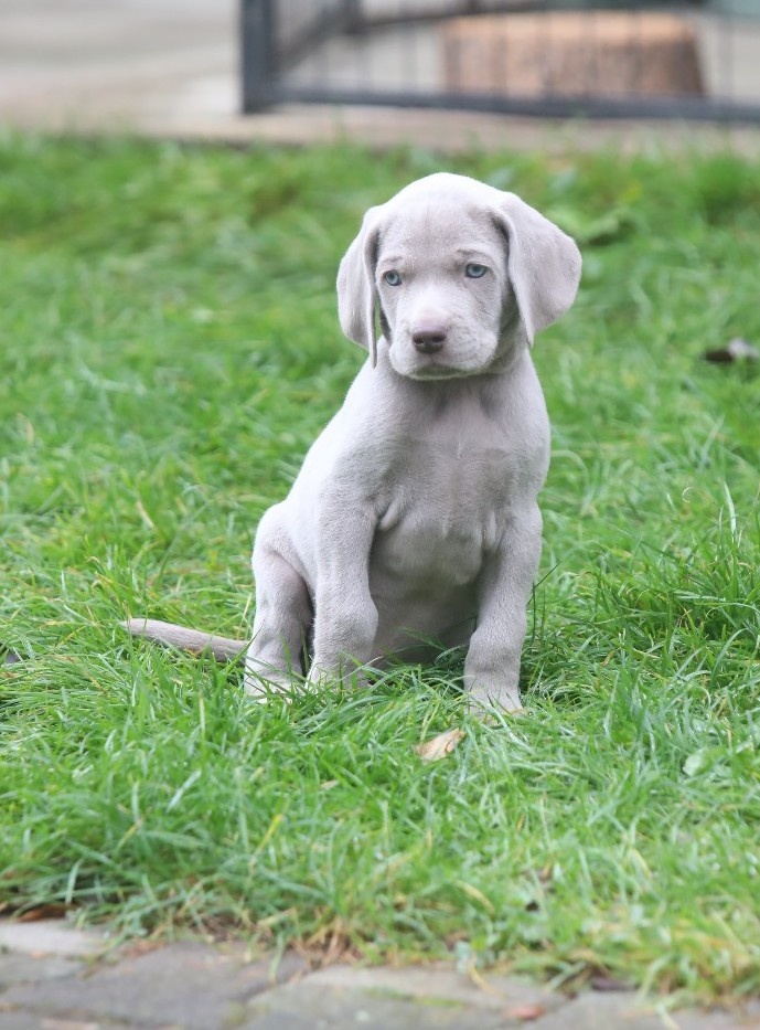 Výmarský ohař s PP Štěňátka - 4