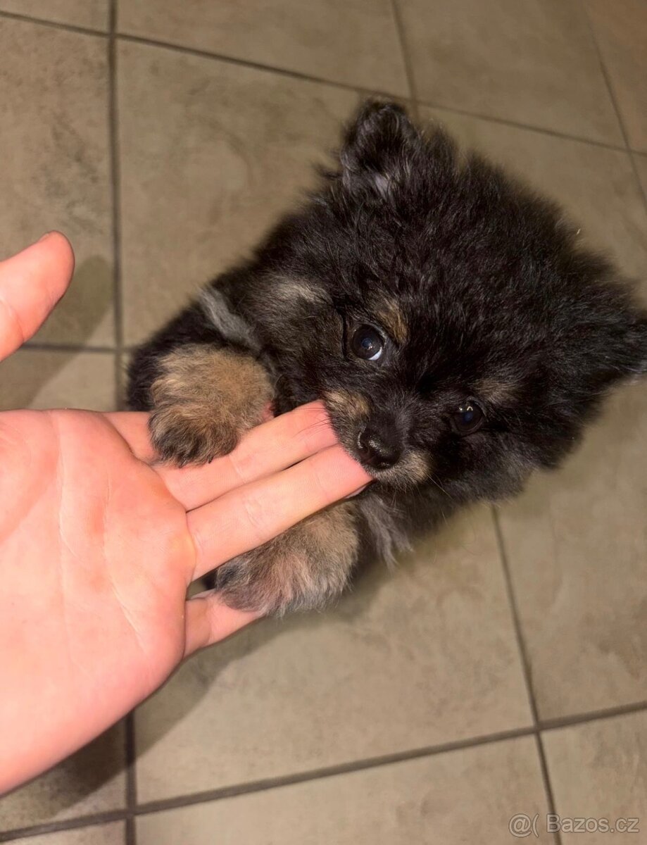 Pomeranian / trpasličí německý špic - 4