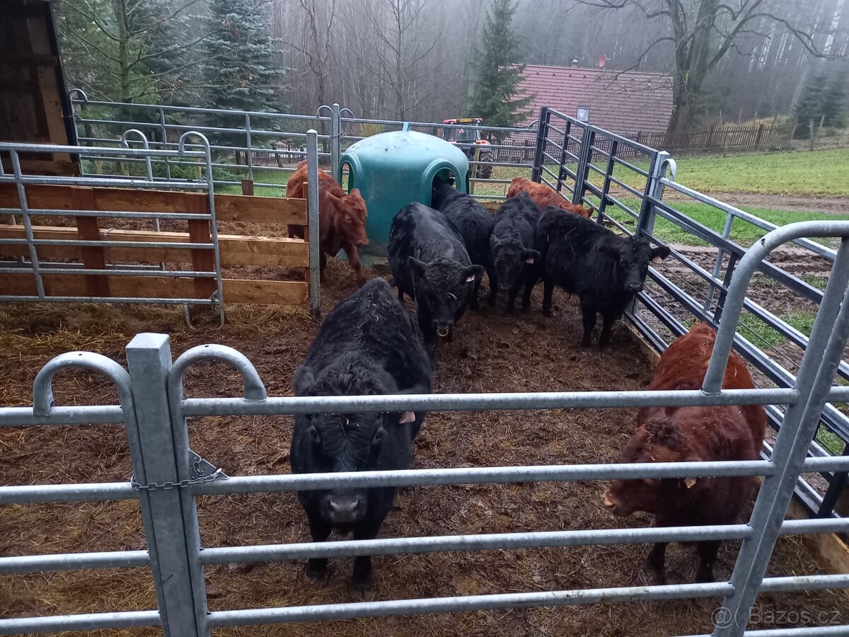 Prodam zastav plemene Dexter - 4