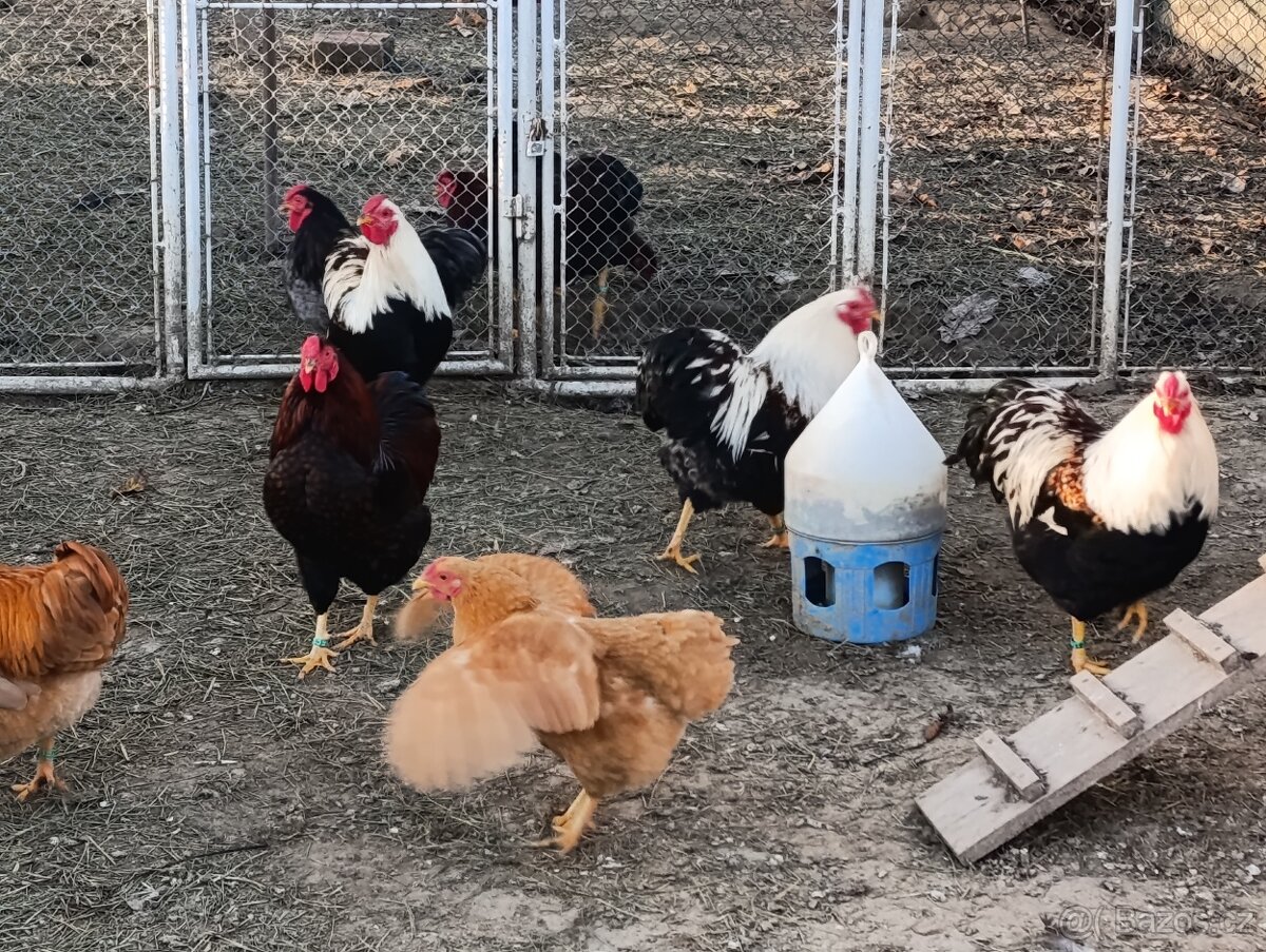 Zdrobnelá wyandotka - 4