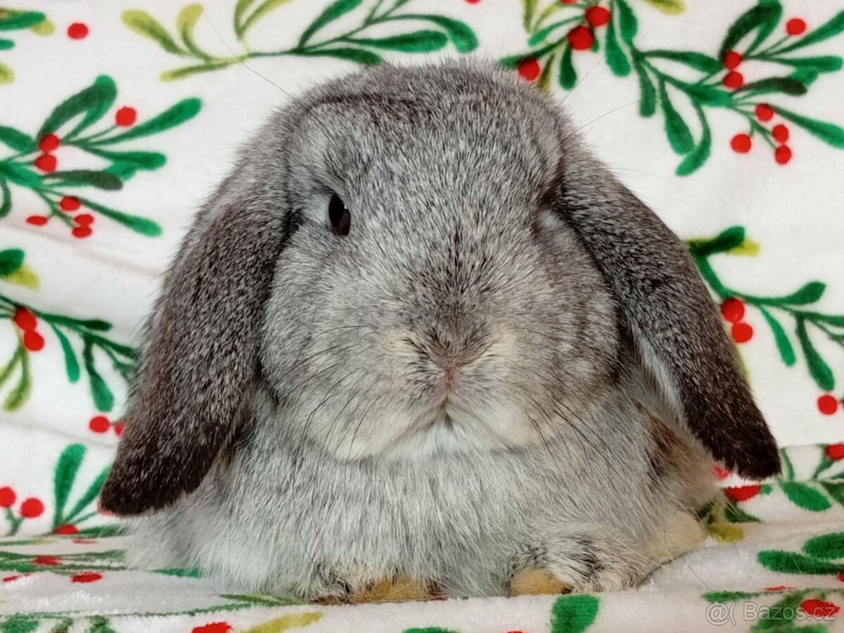 Samička Zakrslý Beránek MiniLop ❤️ - 4