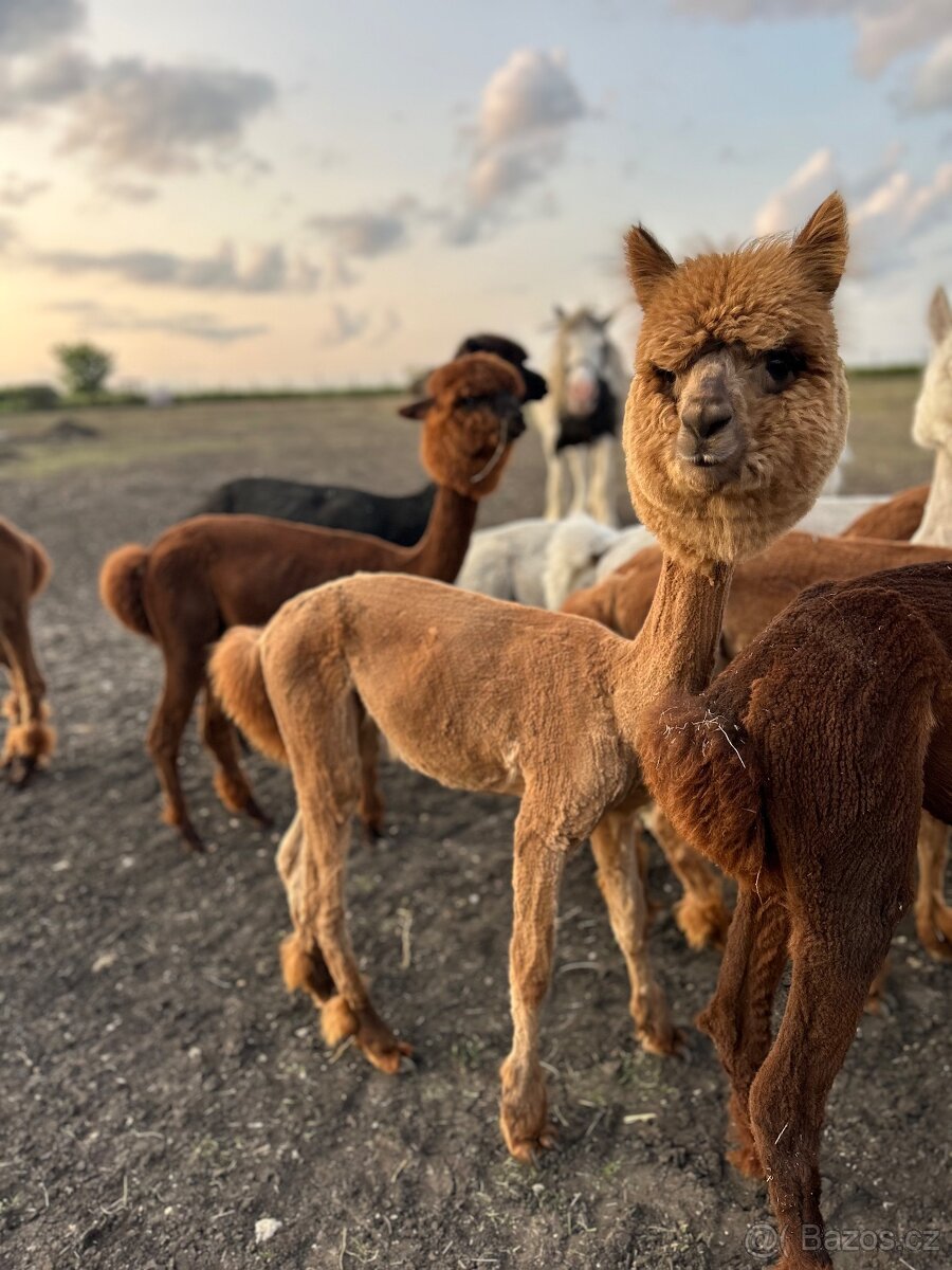 Lama alpaka - samice - 4