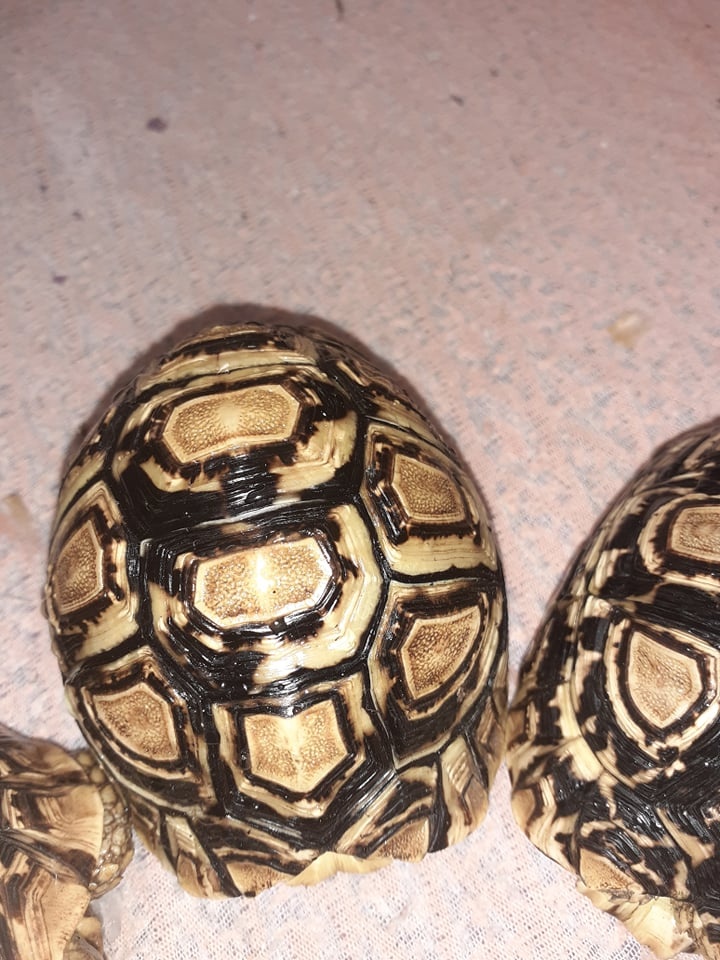 Suchozemské želvy plus komplet vybavená terária - 4