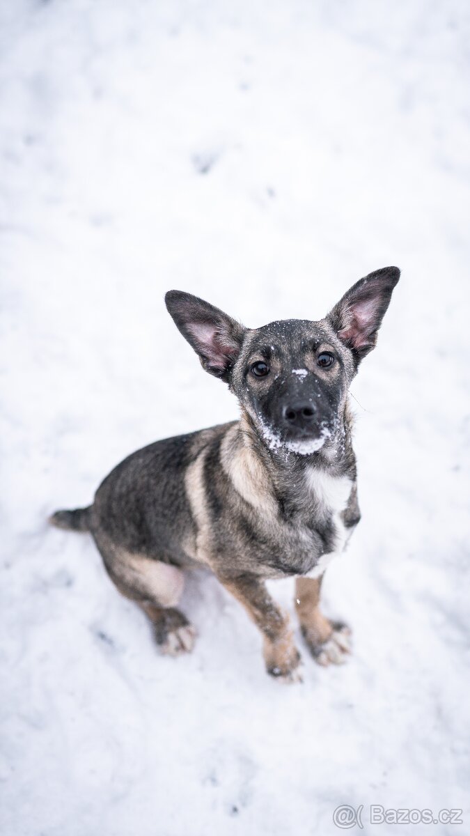 Anna - 4měsíční štěně, malá veselá holčička - 4