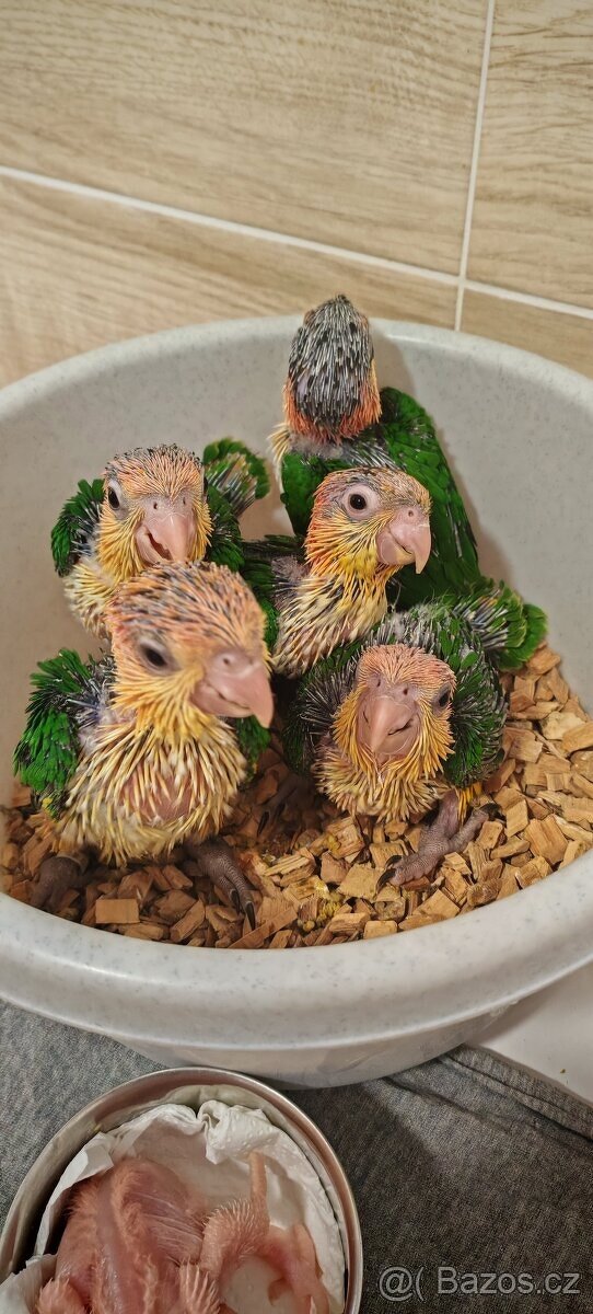 Amazonek bělobřichy - 4