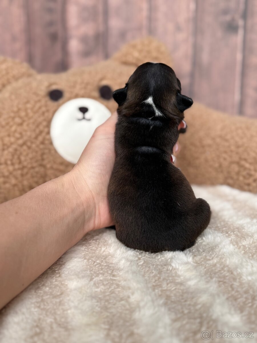 Bostonský teriér S PP - 4