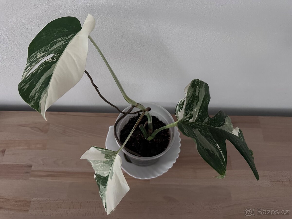 Monstera albo - 4