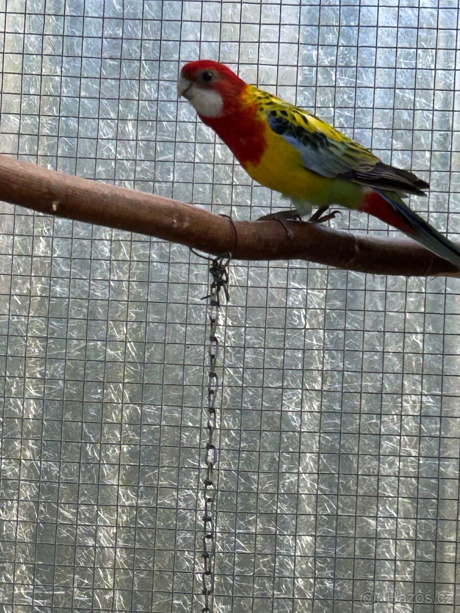 Rosela gold mantel - 4