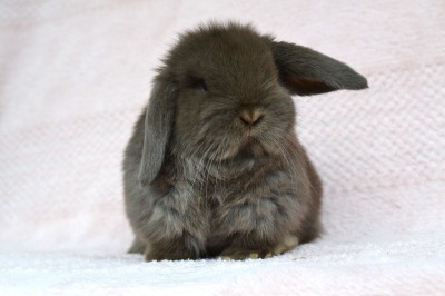 Krásný minilop k rezervaci - 4