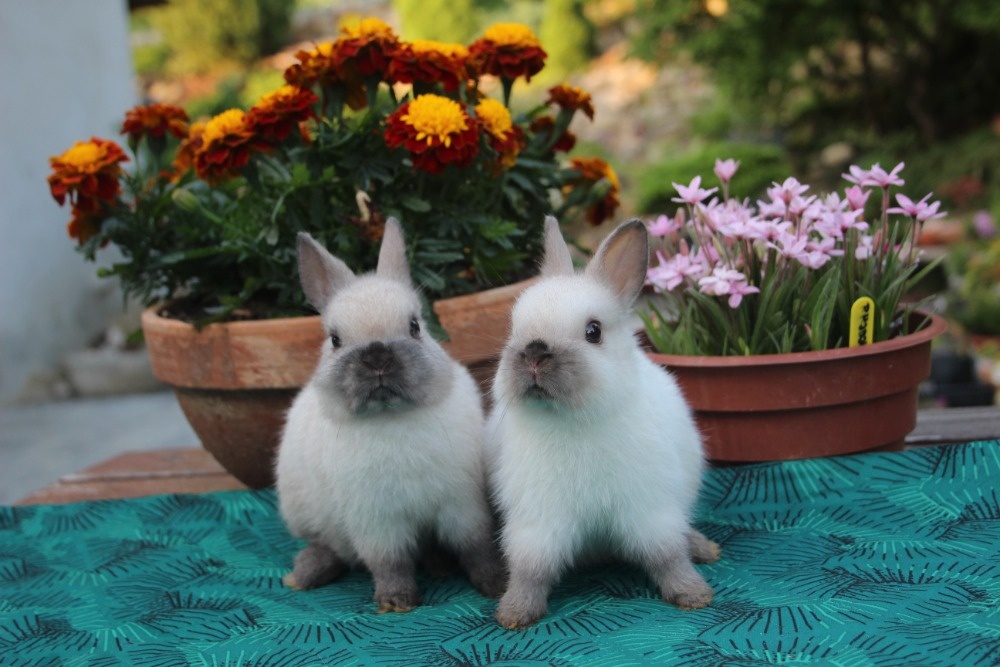 Zakrslý Siam s PP - 4