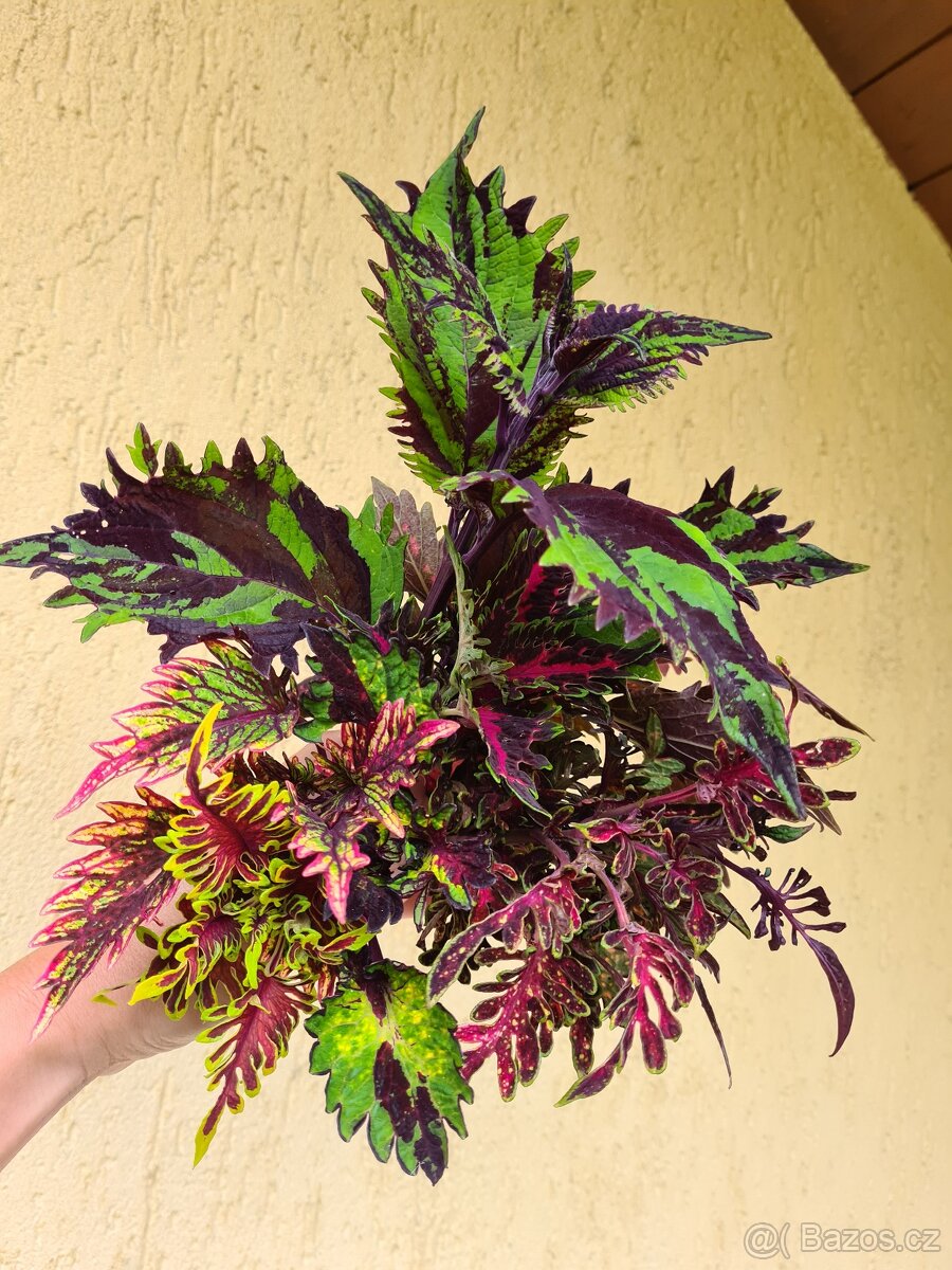 Africké okrasné kopřivy - SEMENA - Coleus - 4