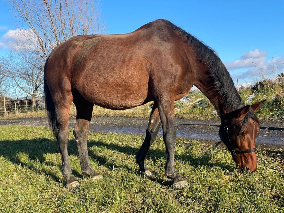 Chovná Hannoverská klisna - 4