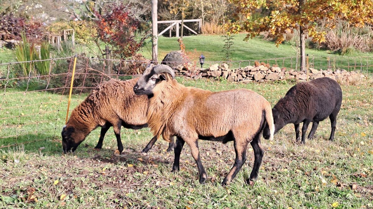 Kamerunský beránek - 4