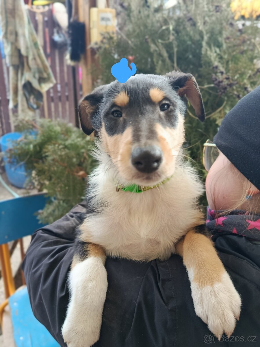 Štěňata kolie bez pp - 4
