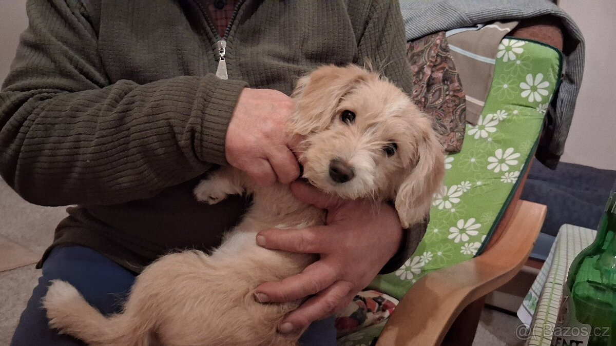 Štěně kříženec - 4