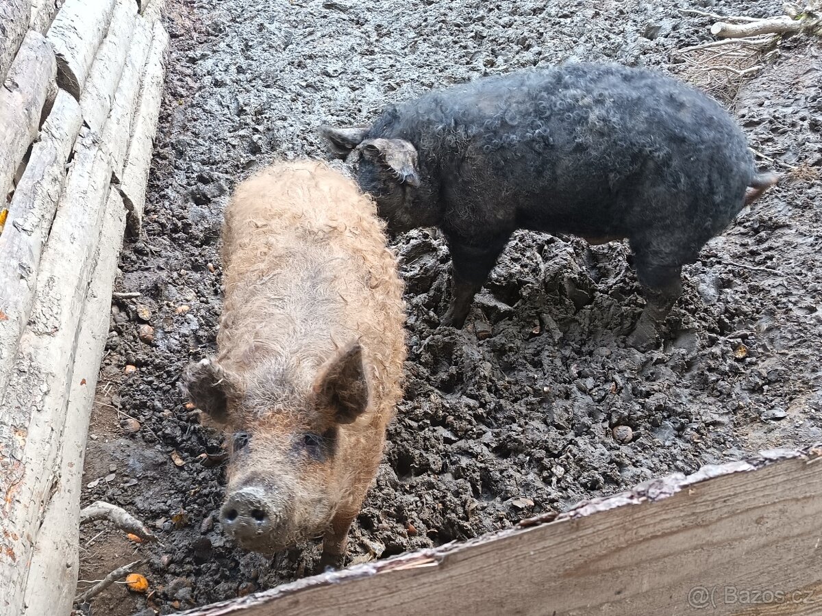 Maďarská mangalice - 4