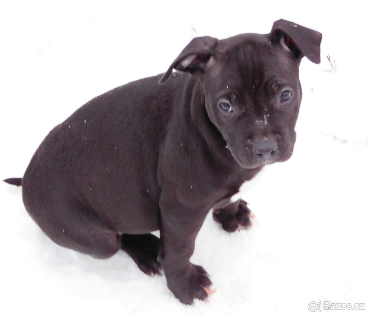 Štěňata American Bully xxl - Bloodline DDK9 - 4