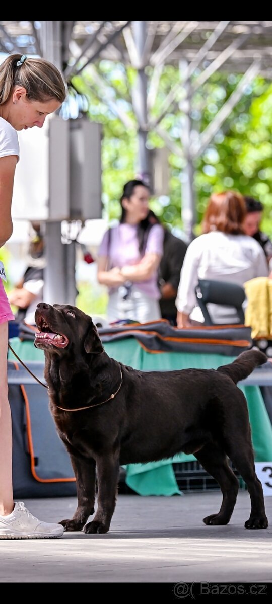 Labradorský retriever Krytí - 4