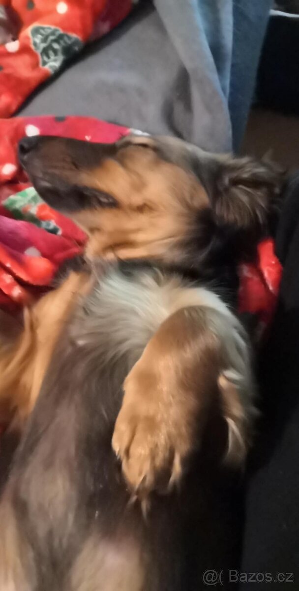 Štěňátka jezevčíka - 4