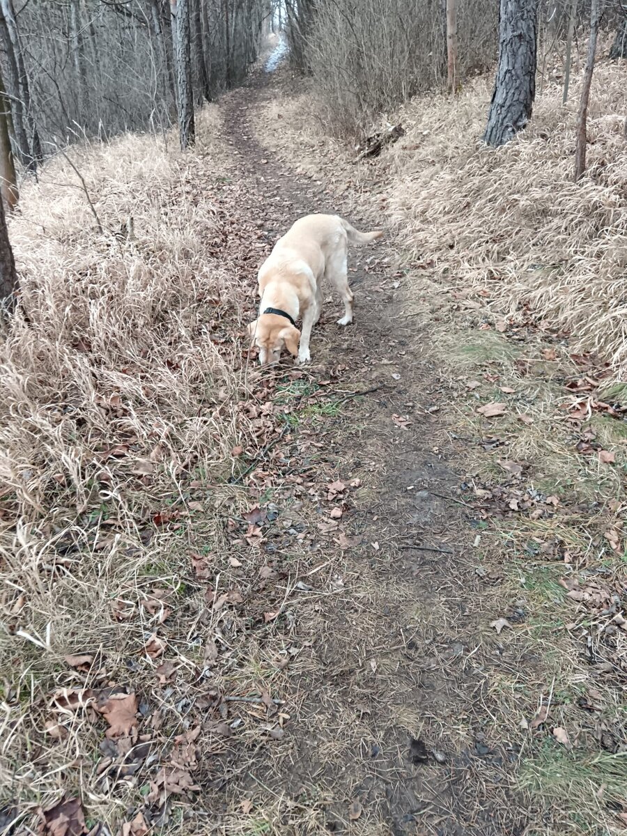 Daruji fenku labradorky - 4