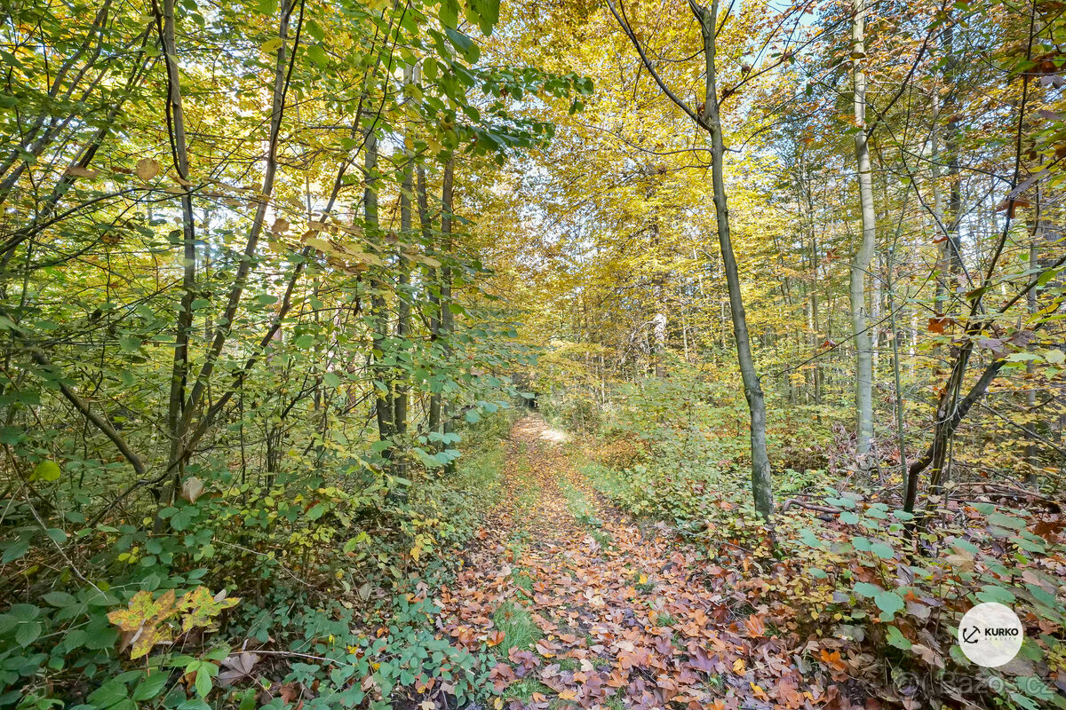 Prodej lesa 29 217m² - 4
