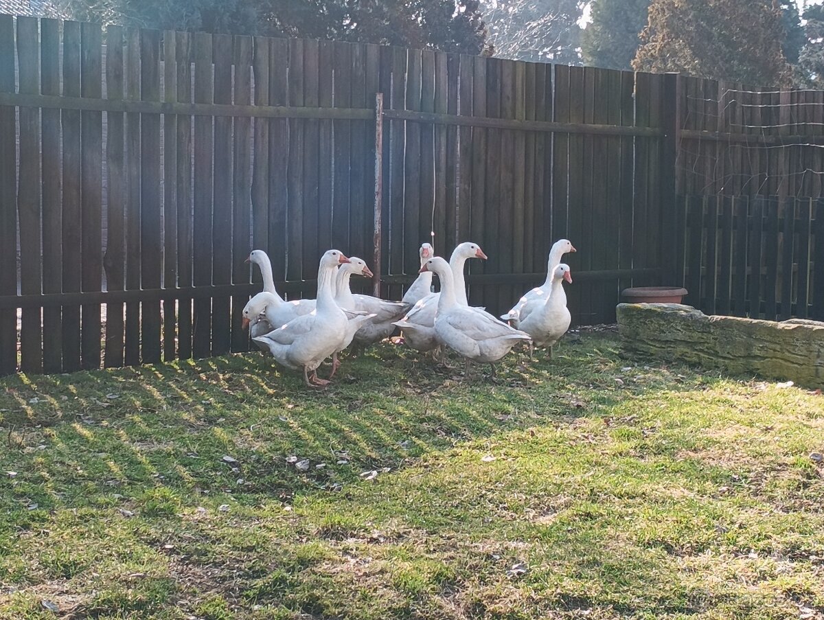 Prodám loňské husy - 4