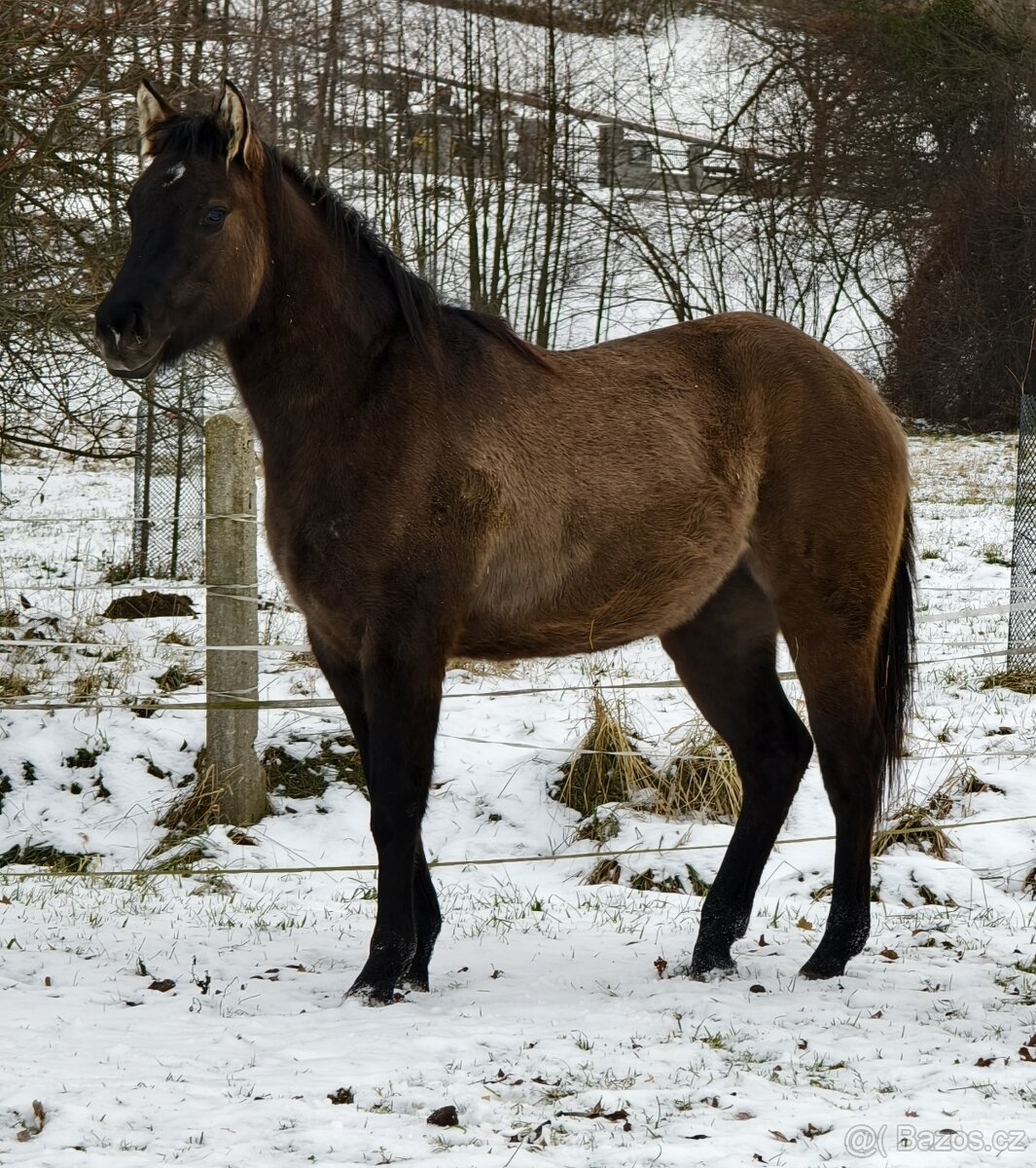 Krásná Grullo Klisna - 4