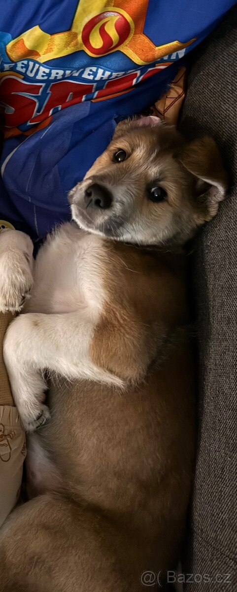 Štěňátko kříženec Akita inu - 4