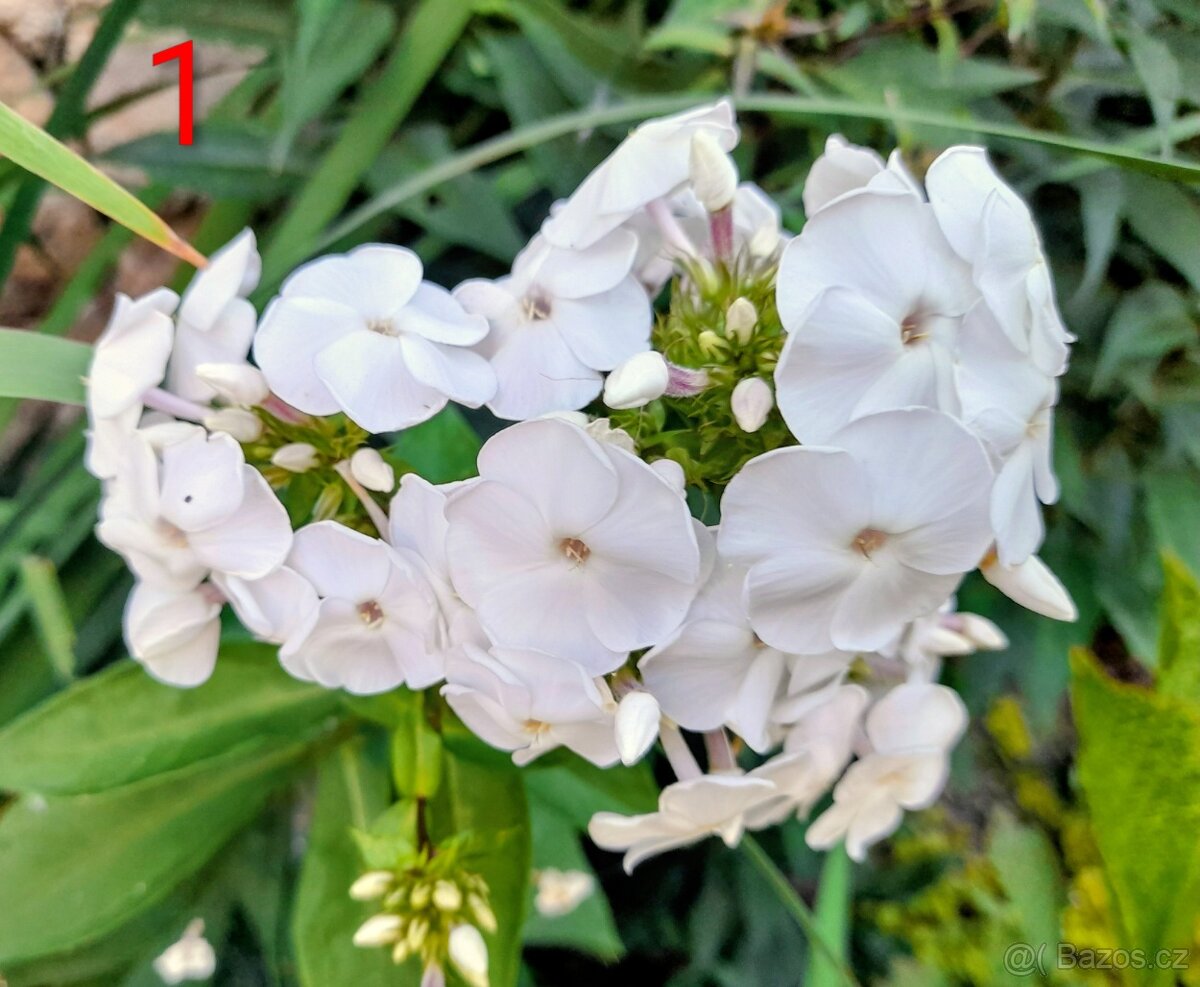 Flox, plamenka latnatá 3 druhy - 4