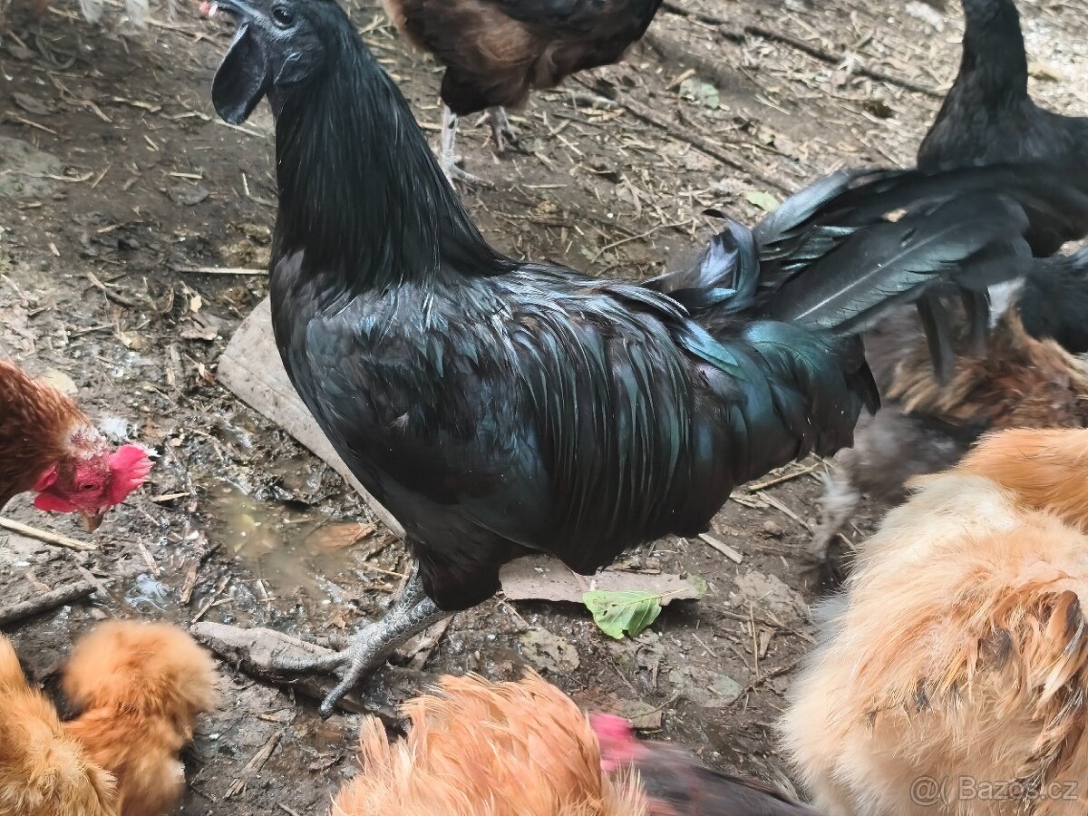 Ayam cemani - 4