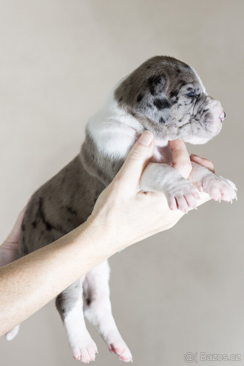 Německá doga - štěňata s PP FCI - 4