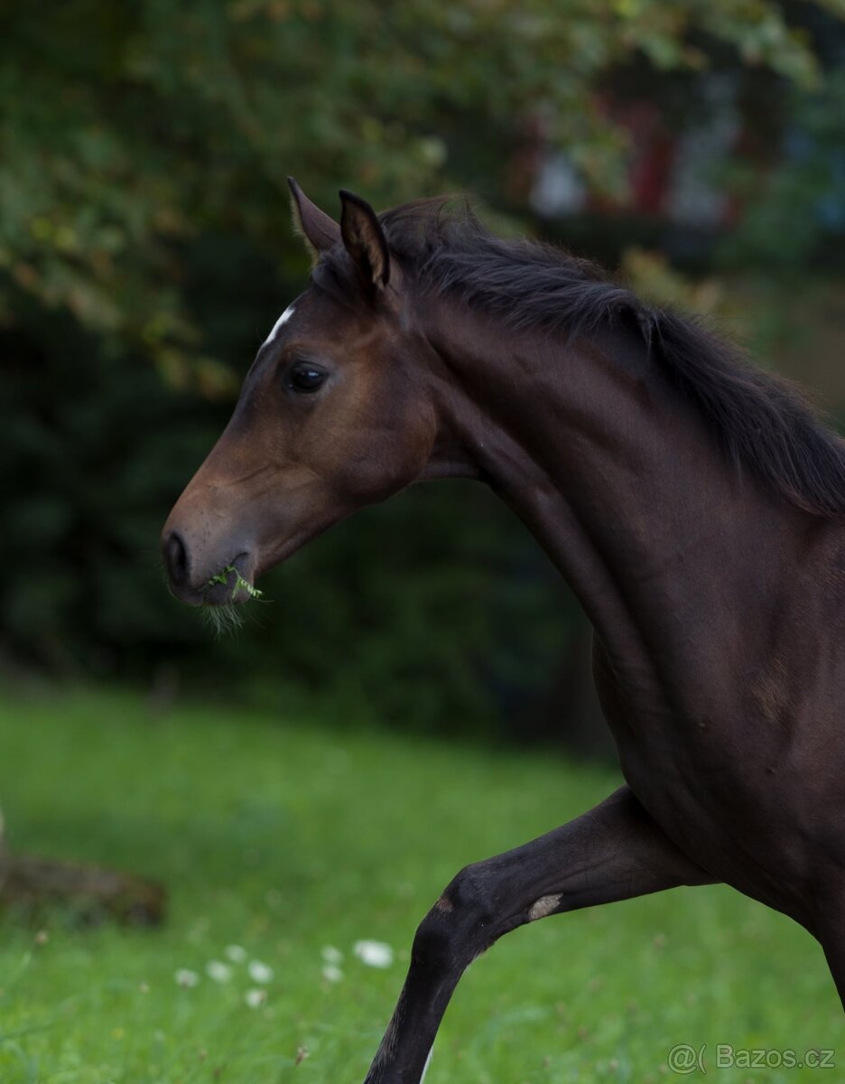 Klisnička na prodej - 4