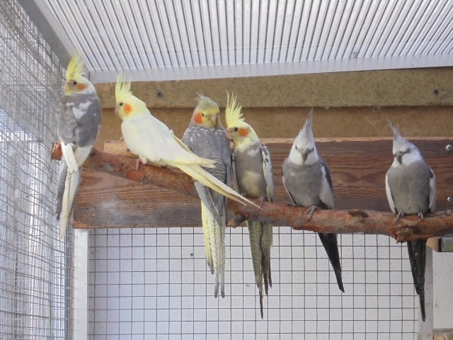 ODCHOV KORELA CHOCHOLATÁ - 4