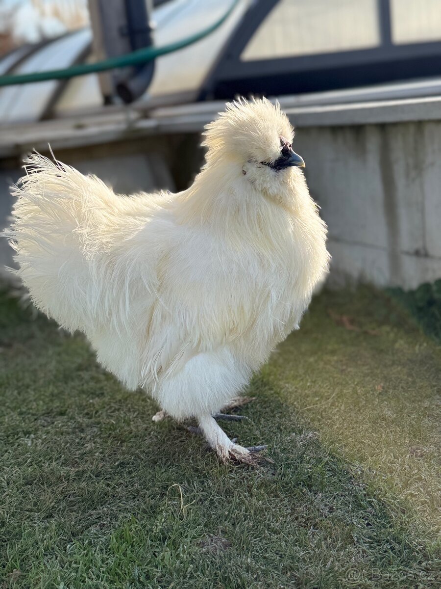 Kohoutek Hedvábnička velká vousatá - 4