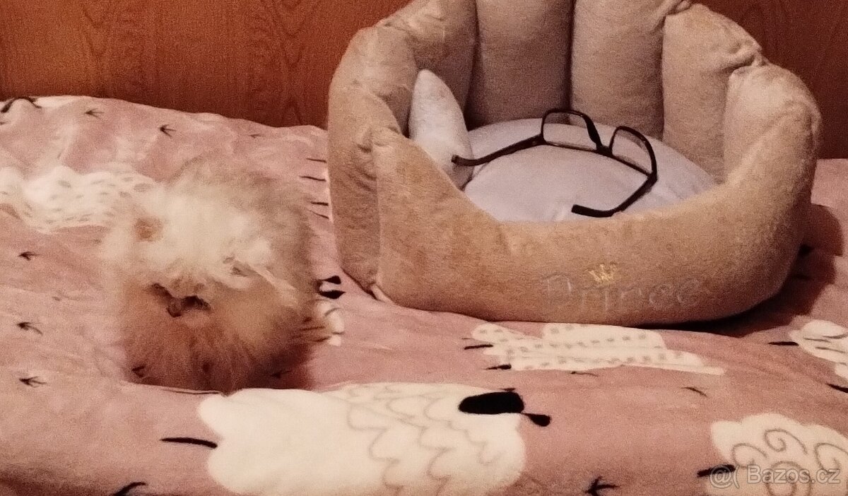 Perská kotátka - 4