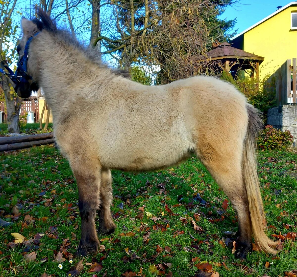 Pony hřebeček - 4