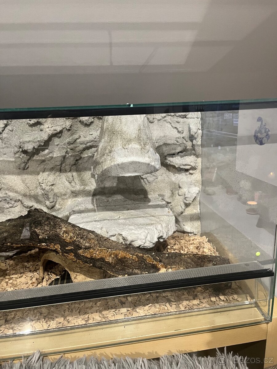 Krajta Královská - 4