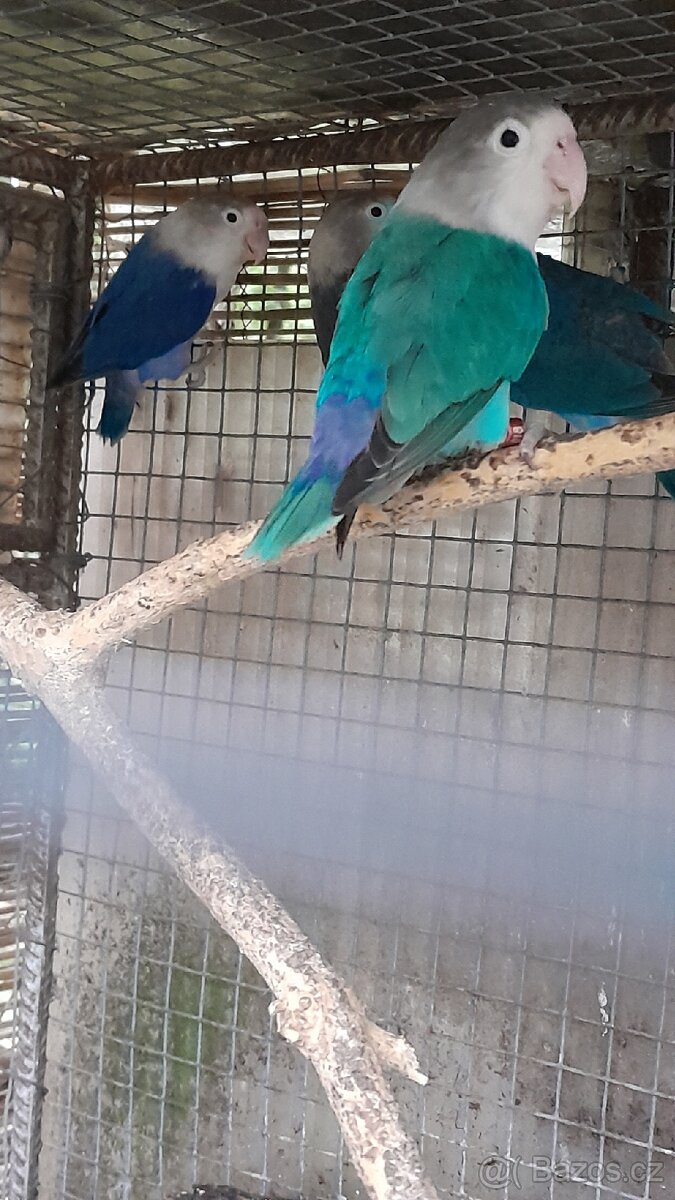 Prodám Agapornis fischeri - 4