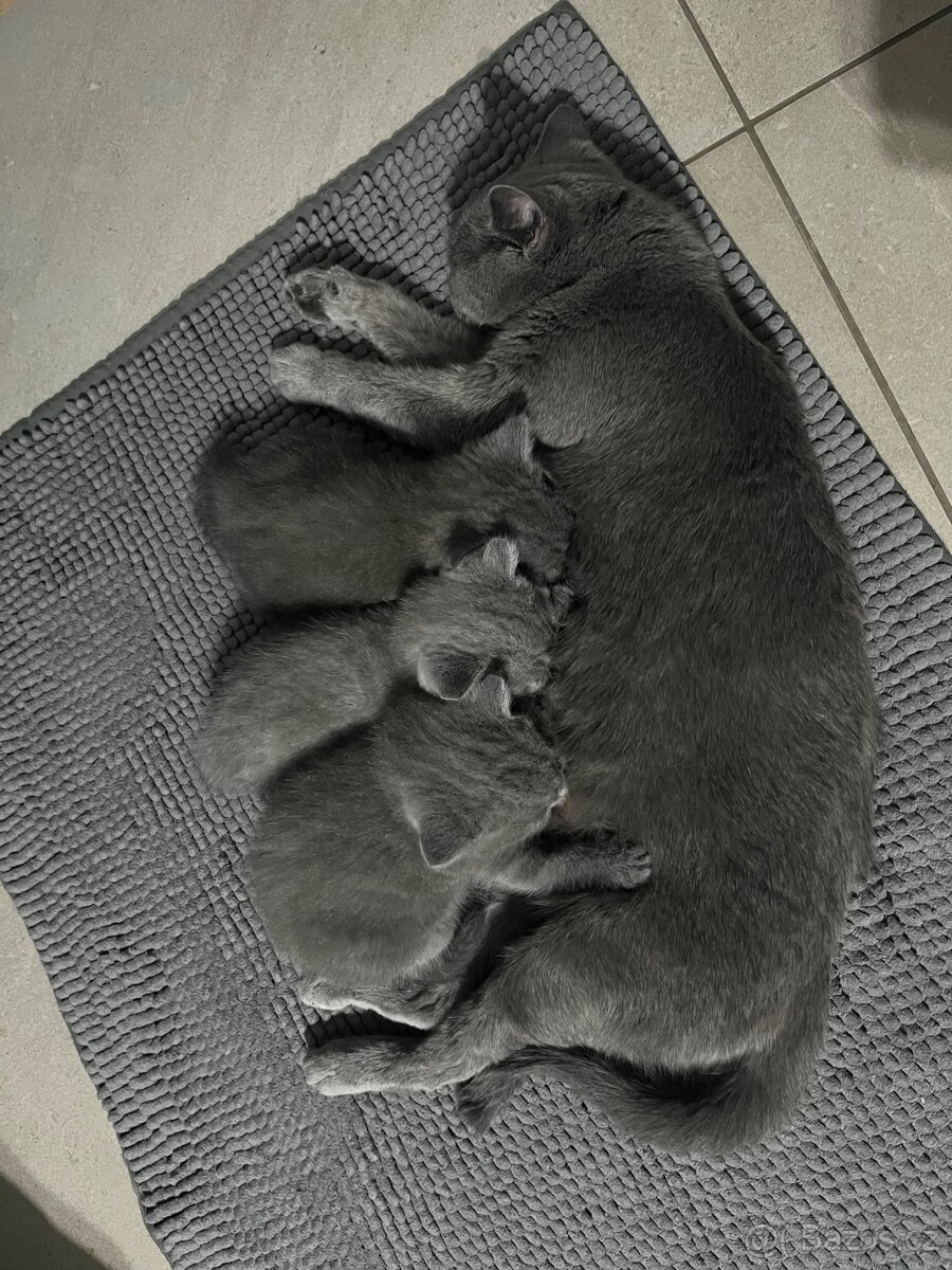 Britská koťata - 4