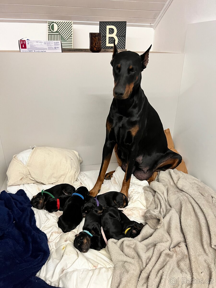 Ohrada, rodiště pro pejsky. - 4