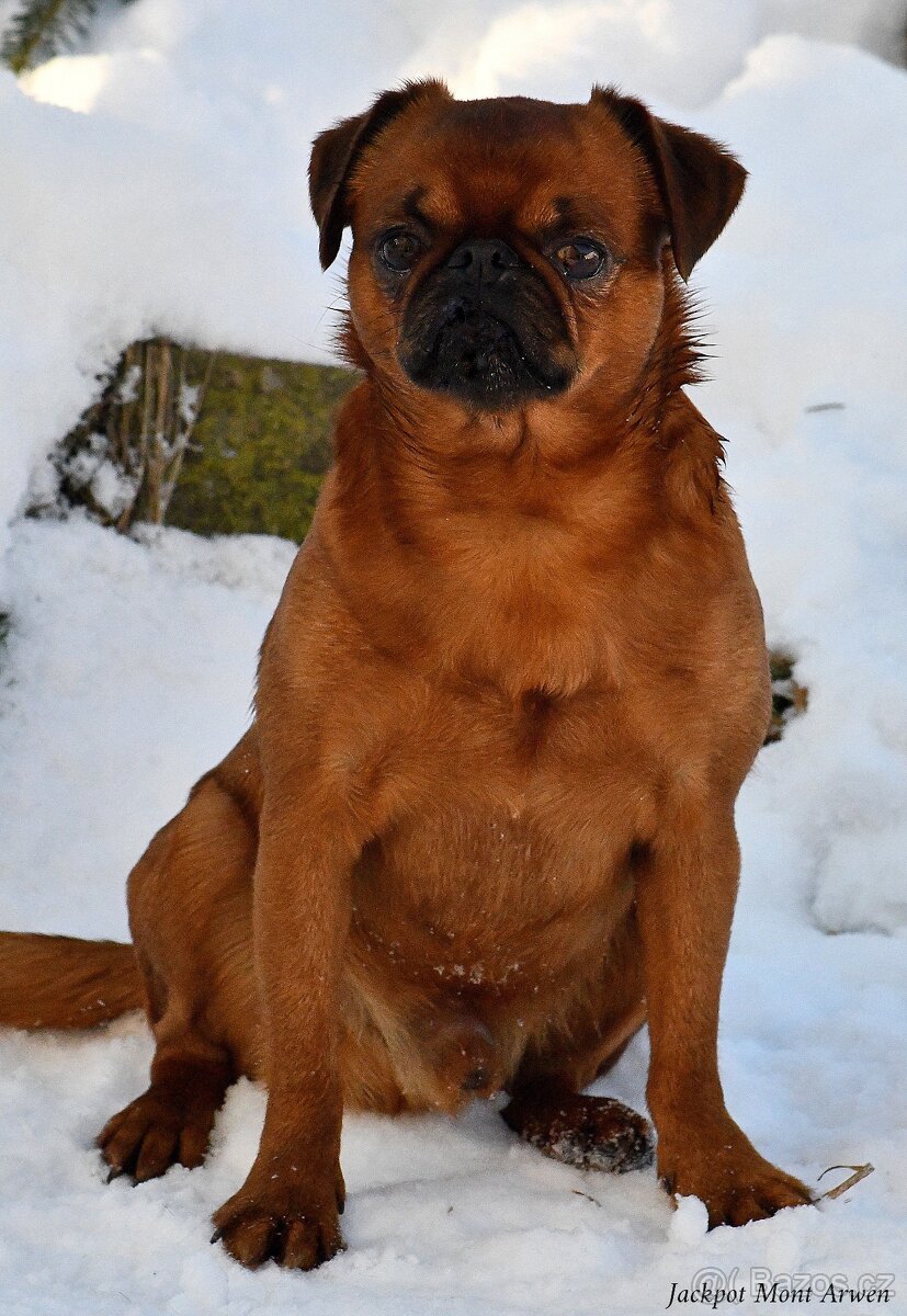 brabantík - štěňata s pp - fena - 4