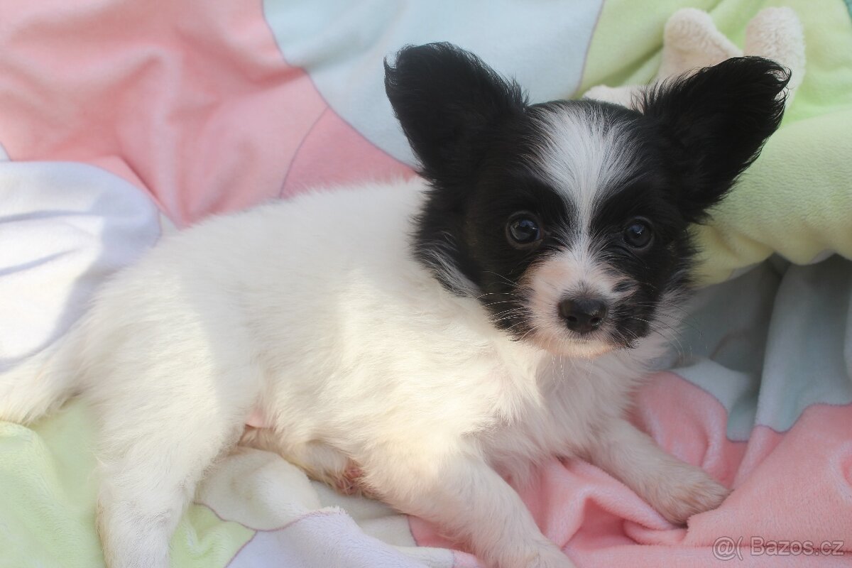 Papillon s PP - fenečka - 4