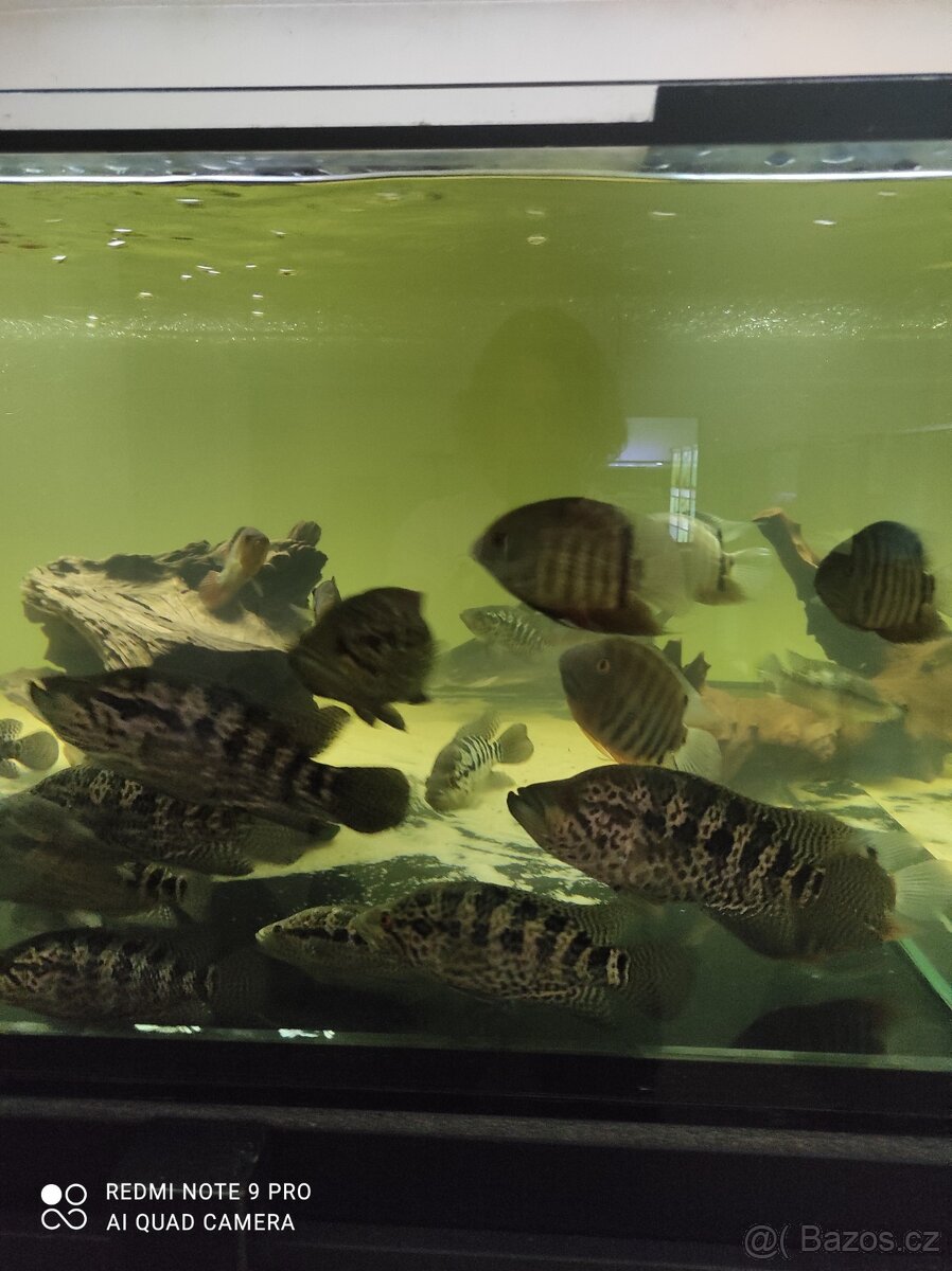 Ryby do větších nádrží - 4