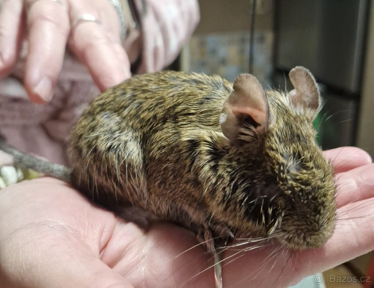 Osmák degu mláďata 6 měsíců, páreček - 4