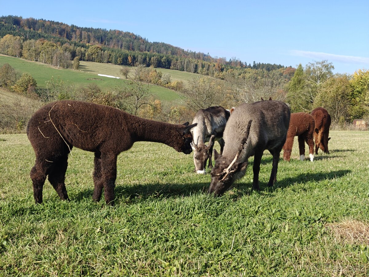 Černý alpačí sameček - 4