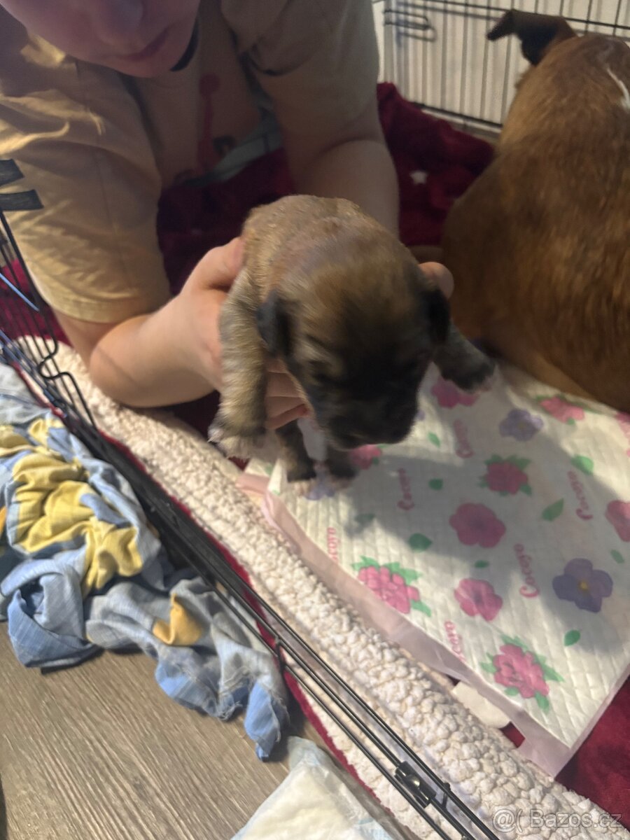 Krásná křížená štěňátka - 4