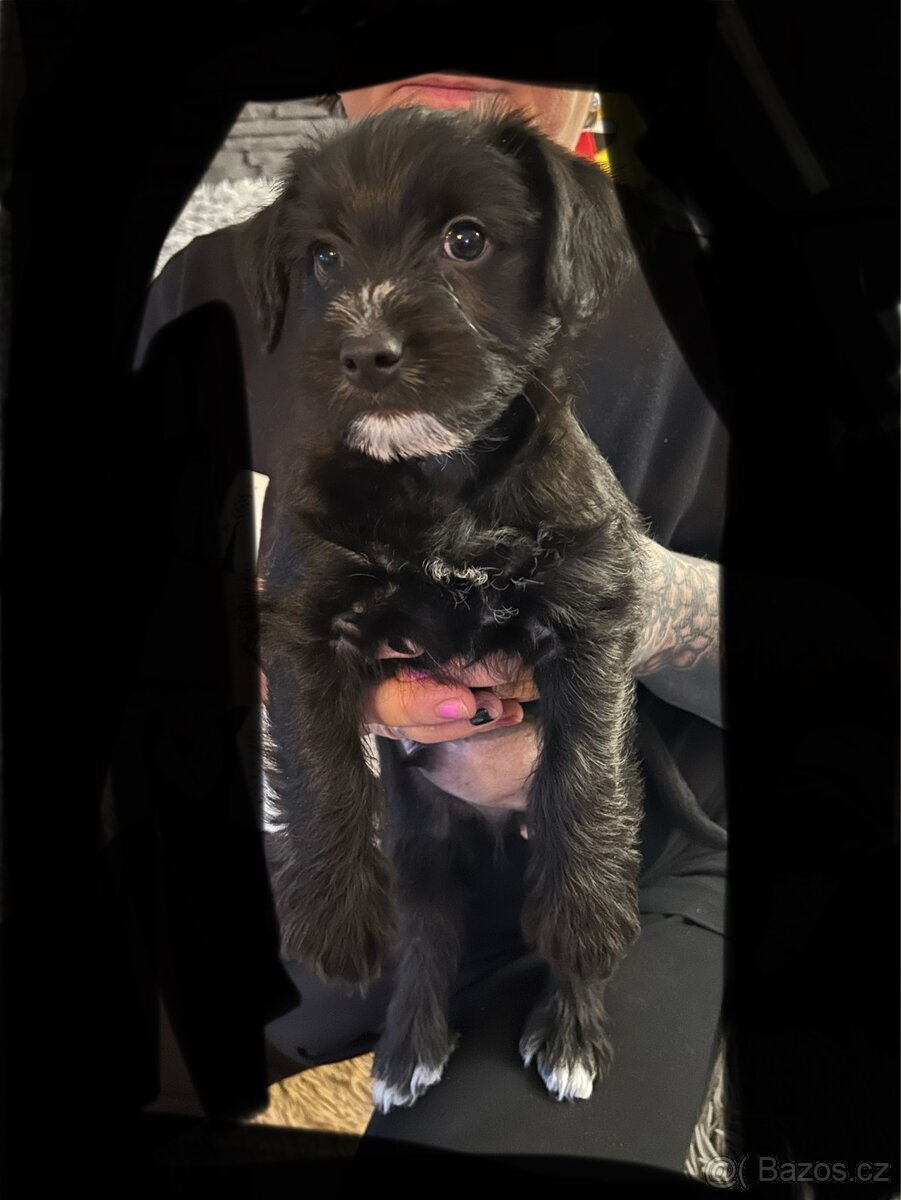 Štěňata křížence - 4