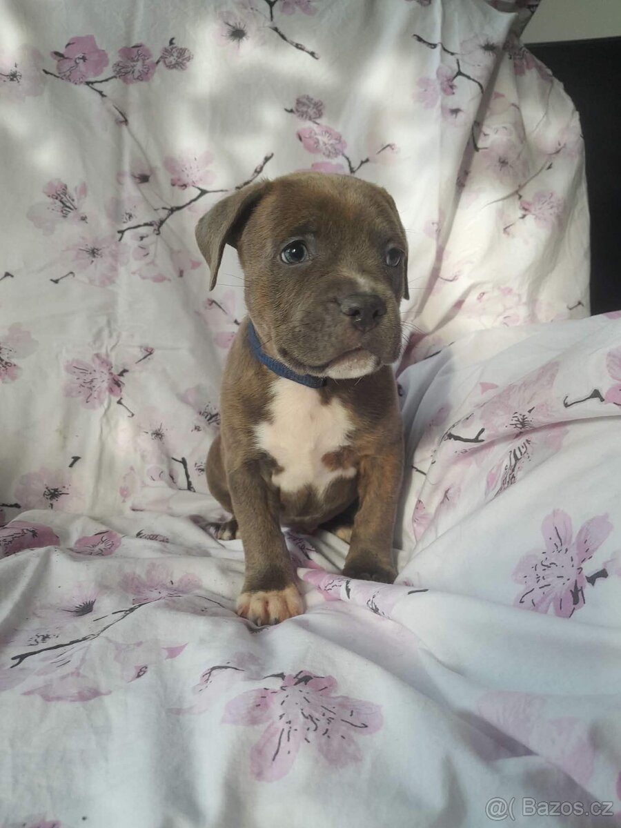 Stafordšírský bulteriér - 4