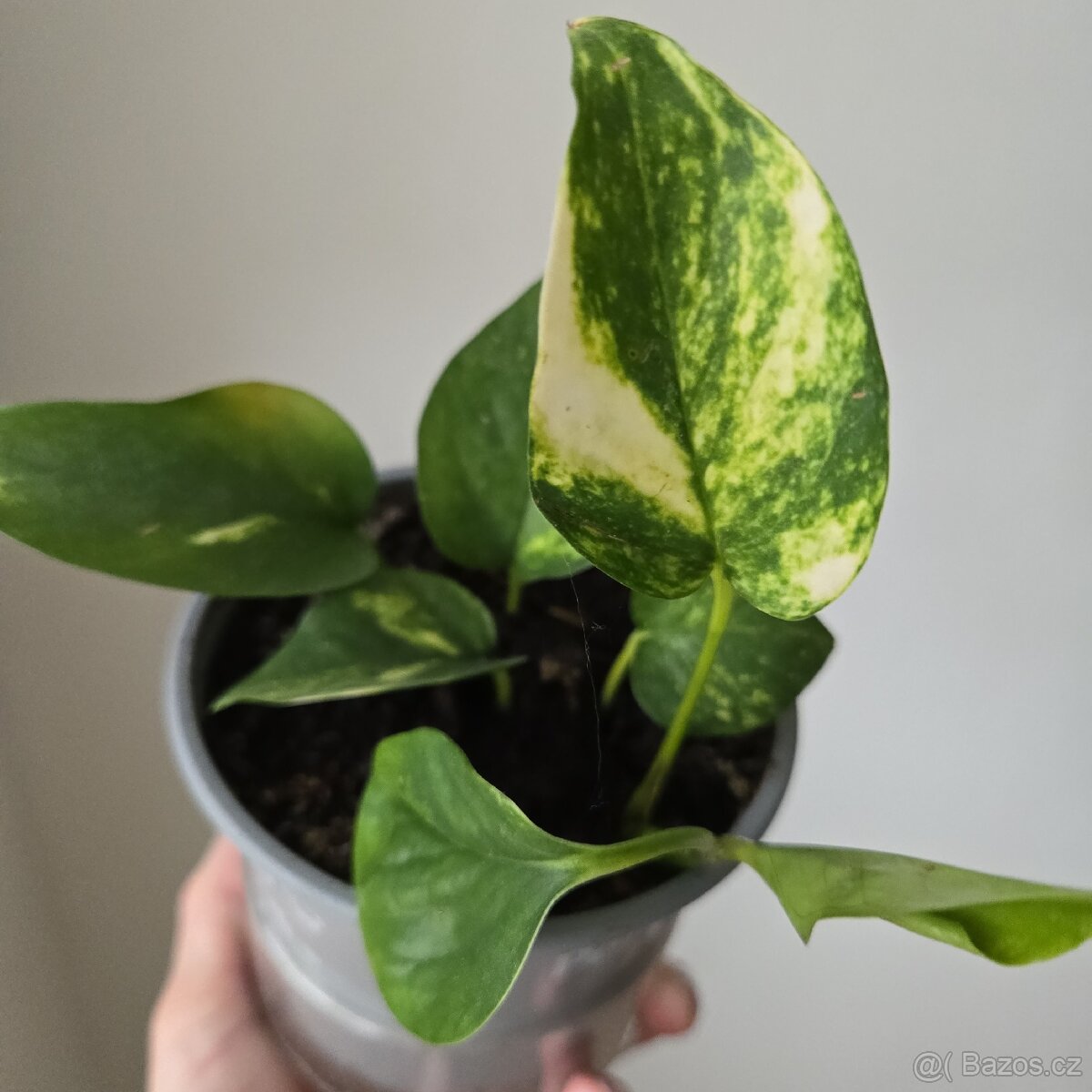 Epipremnum aureum - 4