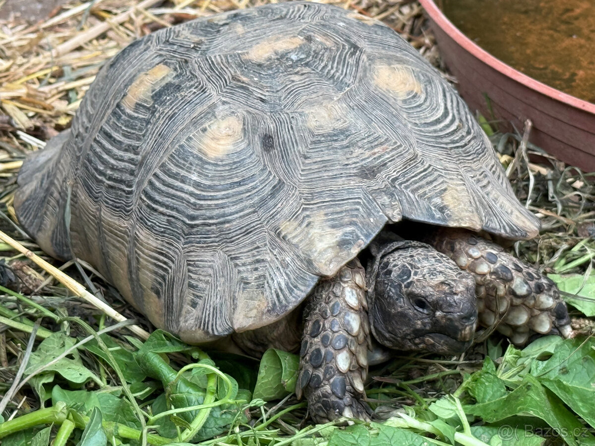 želva zelenavá a vroubená - vitální mláďata - 4